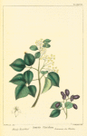 Florida Torch Wood (Amyris floridana).