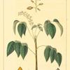 West Indian Birch Tree (Bursera gummifera).