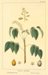 West Indian Birch Tree (Bursera gummifera).