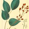 Coral Sumach (Rhus metopium).