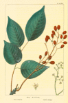 Coral Sumach (Rhus metopium).