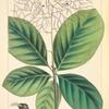 Large-leaved [or American] Cotinus (Cotinus Americanus).