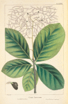 Large-leaved [or American] Cotinus (Cotinus Americanus).