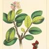 Entire-leaved stryphonia (Stryphonia integrifolia).