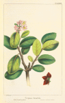 Entire-leaved stryphonia (Stryphonia integrifolia).