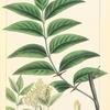 Carolina Prickly Ash (Zanthoxylum carolinianum).