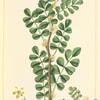 Bastard Iron-Wood (Zanthoxylum pterota).