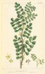Bastard Iron-Wood (Zanthoxylum pterota).