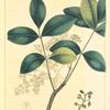 Florida Satin-Wood (Zanthoxylum floridanum).
