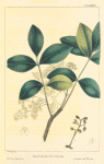 Florida Satin-Wood (Zanthoxylum floridanum).