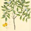 Small-leaved Lignum Vitæ (Guaiacum sanctum).