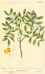 Small-leaved Lignum Vitæ (Guaiacum sanctum).