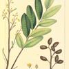 Glaucous Bitter-Wood (Simaruba glauca).