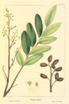 Glaucous Bitter-Wood (Simaruba glauca).