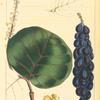 Sea-Side Grape (Coccoloba uivifera [uvifera]).
