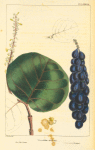 Sea-Side Grape (Coccoloba uivifera [uvifera]).