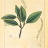 Small-leaved Sea-side Grape (Coccoloba parvifolia).
