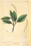Small-leaved Sea-side Grape (Coccoloba parvifolia).