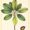 Small Sapodilla [or Naseberry Bully Tree] (Achras zapotilla).