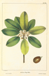 Small Sapodilla [or Naseberry Bully Tree] (Achras zapotilla).