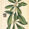 Smooth-leaved Bumelia [or Iron-Wood] (Bumelia lycioides).