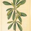 Silky-leaved Bumelia (Bumelia tenax).