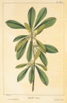 Silky-leaved Bumelia (Bumelia tenax).