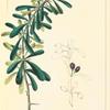 Narrow-leaved Bumelia (Bumelia angustifolia).