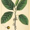 Foetid [Fetid] Bumelia (Bumelia foetidissima).
