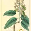 Menzies's Strawberry Tree (Arbutus menziesii).