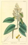 Menzies's Strawberry Tree (Arbutus menziesii).