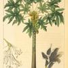 Papaw Tree [or Common Melon] (Papaya vulgaris).