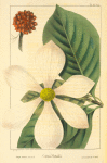 Large-flowered Dogwood (Cornus nuttallii).