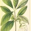 Common Fringe Tree (Chionanthus virginica).