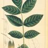 Oregon Black Ash (Fraxinus oregona).