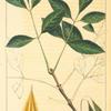 Small-leaved Ash (Fraxinus pauciflora).