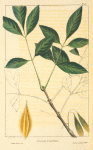 Small-leaved Ash (Fraxinus pauciflora).