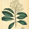Florida Ardisia (Ardisia pickerinigia [pickeringia]).