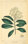 Florida Ardisia (Ardisia pickerinigia [pickeringia]).