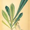 Long-leaved Calebash [Calabash] Tree (Crescescntia [Crescentia] cujete).