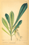 Long-leaved Calebash [Calabash] Tree (Crescescntia [Crescentia] cujete).