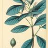 Soft-leaved Avicennia (Avicennia tomentosa).