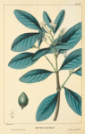 Soft-leaved Avicennia (Avicennia tomentosa).