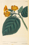 Rough-leaved Cordia (Cordia sebestena).