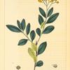 Florida Cordia (Cordia floridana).