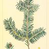 Western Yew (Taxus occidentalis [or brevifolia]).