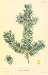 Western Yew (Taxus occidentalis [or brevifolia]).