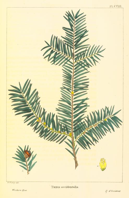 Western Yew (Taxus occidentalis [or brevifolia]). - NYPL Digital ...