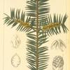 Yew-leaved Torreya (Torreya taxifolia).