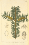 Yew-leaved Torreya (Torreya taxifolia).